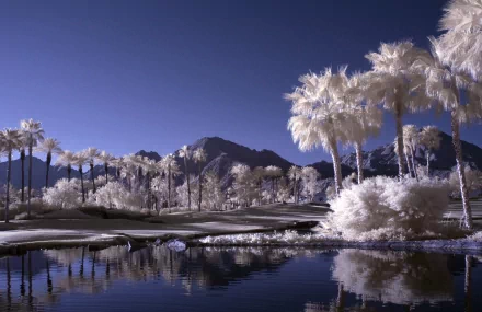 HD PC desktop wallpaper featuring a surreal, manipulated photography scene of a tranquil lake surrounded by palm trees and mountains under a deep blue sky.