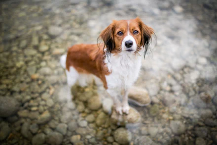 dog Animal Kooikerhondje HD Desktop Wallpaper | Background Image