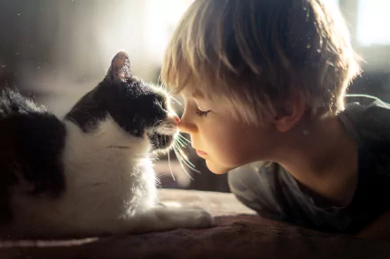 love cat little boy photography child HD Desktop Wallpaper | Background Image