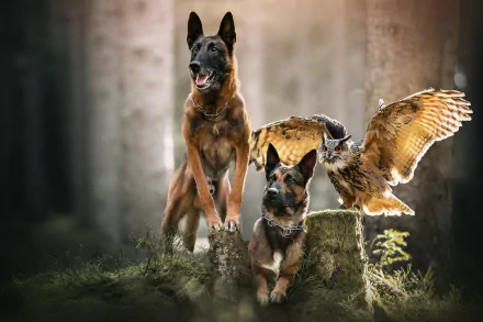 bird owl dog Animal Belgian Malinois HD Desktop Wallpaper | Background Image
