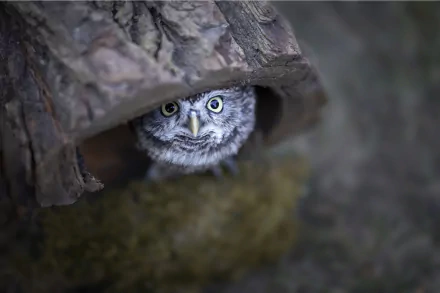  Peek a Boo :)