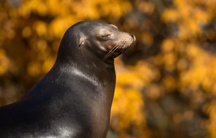 Animal sea lion HD Desktop Wallpaper | Background Image