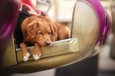 dog Animal nova scotia duck tolling retriever HD Desktop Wallpaper | Background Image