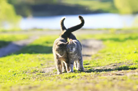 Two cats walk side by side on a sunlit path with a blurred natural background, captured with a shallow depth of field in this HD desktop wallpaper.
