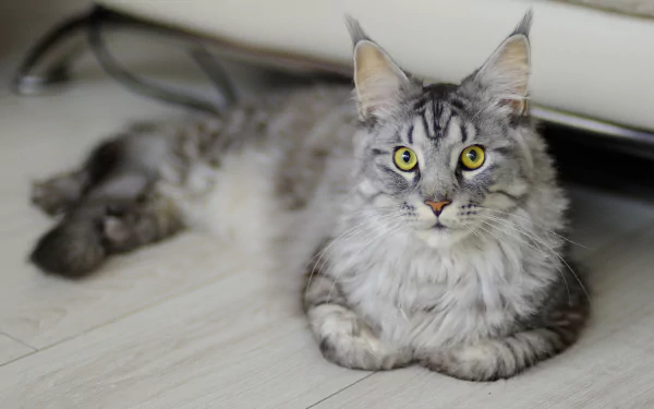 A striking HD desktop wallpaper of a Maine Coon cat with yellow eyes, staring intently while lying on a light-colored floor.