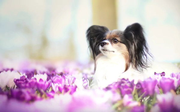 depth of field purple flower Papillon crocus dog flower Animal HD Desktop Wallpaper | Background Image