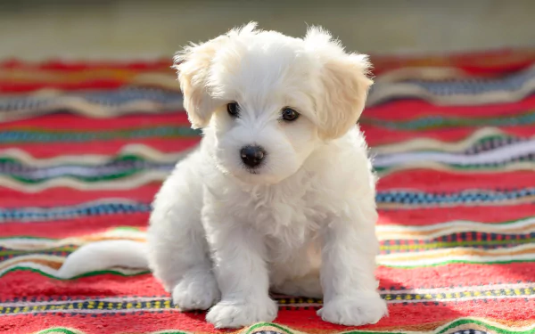 puppy baby animal dog Animal maltese HD Desktop Wallpaper | Background Image