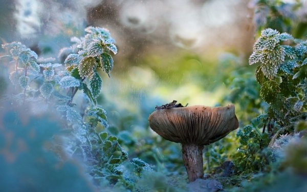 Earth Mushroom Bokeh Macro Nature HD Wallpaper | Background Image