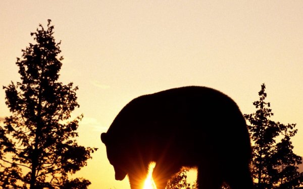 Animal Bear Bears HD Wallpaper | Background Image