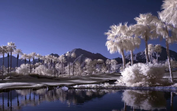 HD PC desktop wallpaper featuring a surreal, manipulated photography scene of a tranquil lake surrounded by palm trees and mountains under a deep blue sky.