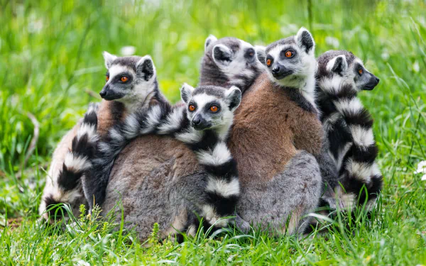 Animal lemur HD Desktop Wallpaper | Background Image