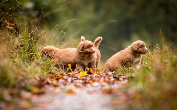 puppy baby animal dog Animal nova scotia duck tolling retriever HD Desktop Wallpaper | Background Image