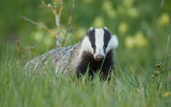 Animal badger HD Desktop Wallpaper | Background Image