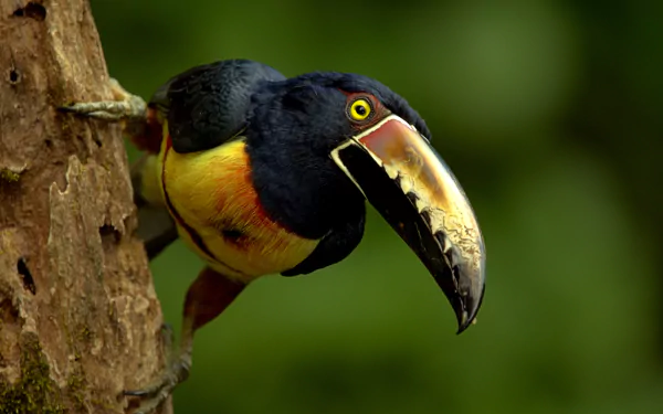 bird beak Animal toucan HD Desktop Wallpaper | Background Image