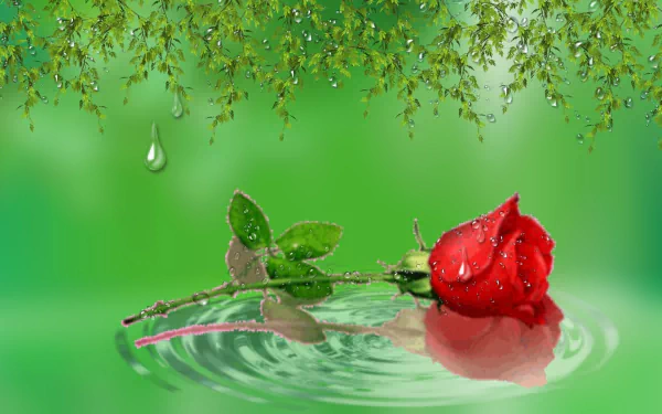  Red Rose in Water