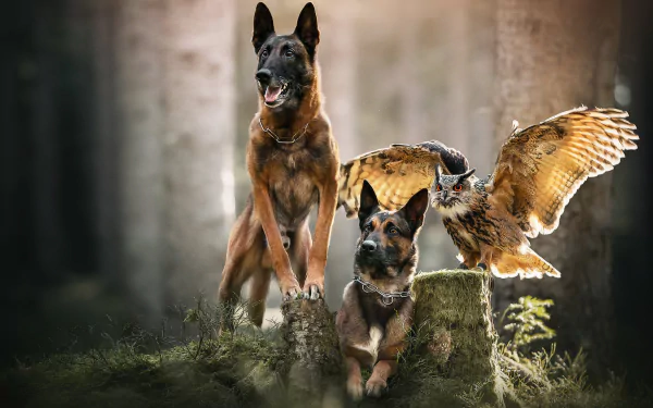 bird owl dog Animal Belgian Malinois HD Desktop Wallpaper | Background Image