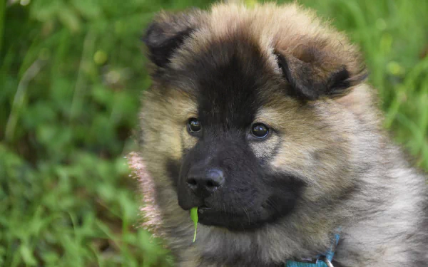 baby animal dog puppy Animal eurasier HD Desktop Wallpaper | Background Image