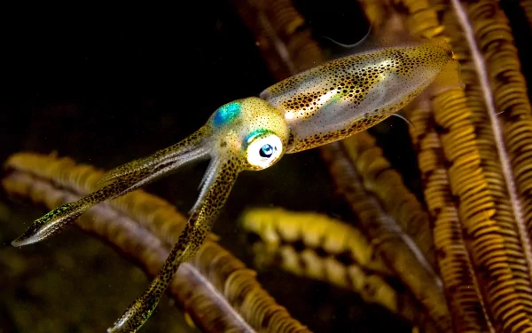  Baby Caribbean reef squid