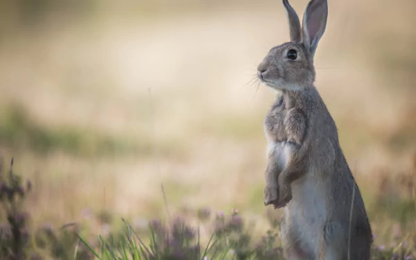 A detailed 4K Ultra HD desktop wallpaper featuring a rabbit standing alert in a blurred natural grassy background.