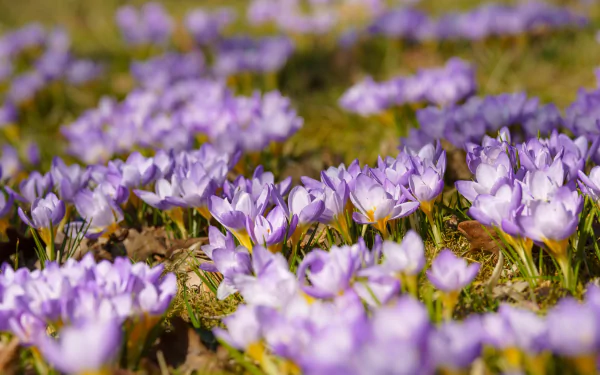 purple flower flower spring nature crocus HD Desktop Wallpaper | Background Image