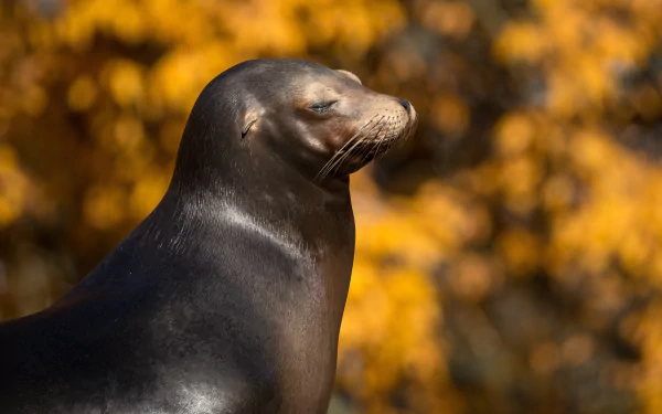 Animal sea lion HD Desktop Wallpaper | Background Image