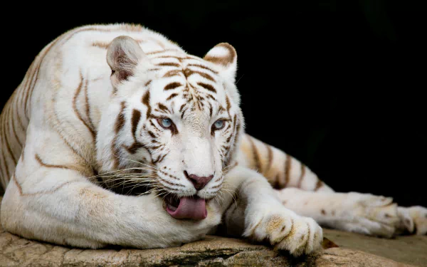 Close-up of a white tiger resting on a rock against a black background, captured in stunning 8K Ultra HD quality for PC desktop wallpaper.
