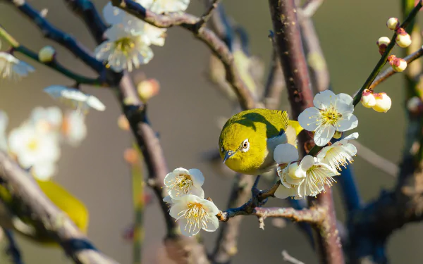 flower blossom passerine bird Animal Japanese white-eye HD Desktop Wallpaper | Background Image