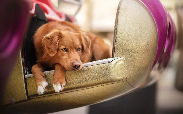 dog Animal nova scotia duck tolling retriever HD Desktop Wallpaper | Background Image