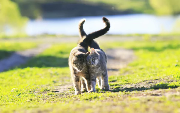 Two cats walk side by side on a sunlit path with a blurred natural background, captured with a shallow depth of field in this HD desktop wallpaper.