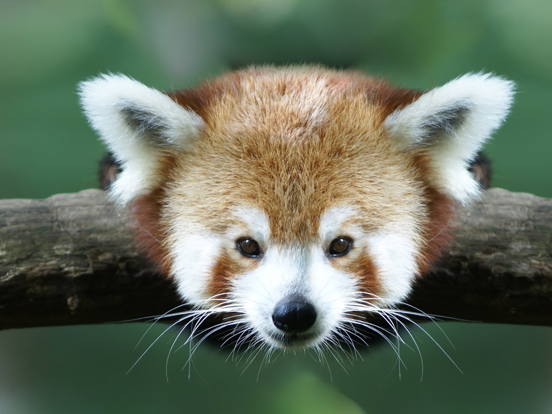 Red panda: A cute animal with fiery fur, perfect for a desktop wallpaper.