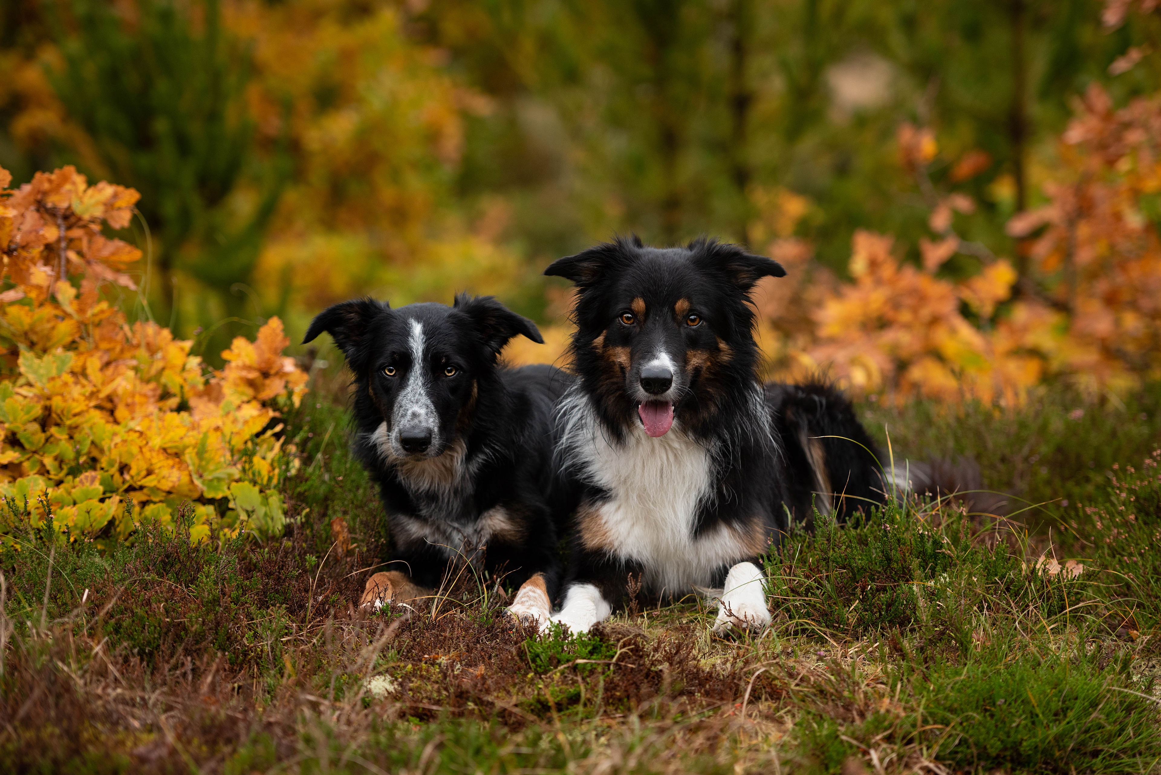 Download Dog Animal Australian Shepherd 4k Ultra HD Wallpaper
