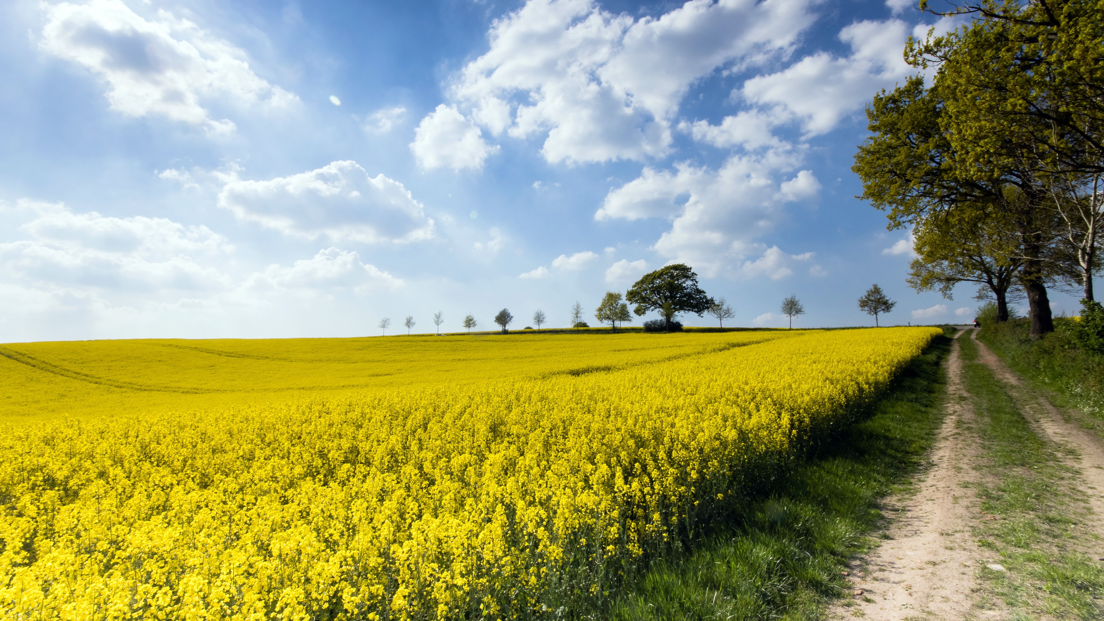 Download Cloud Yellow Flower Field Summer Nature Rapeseed 4k Ultra Hd