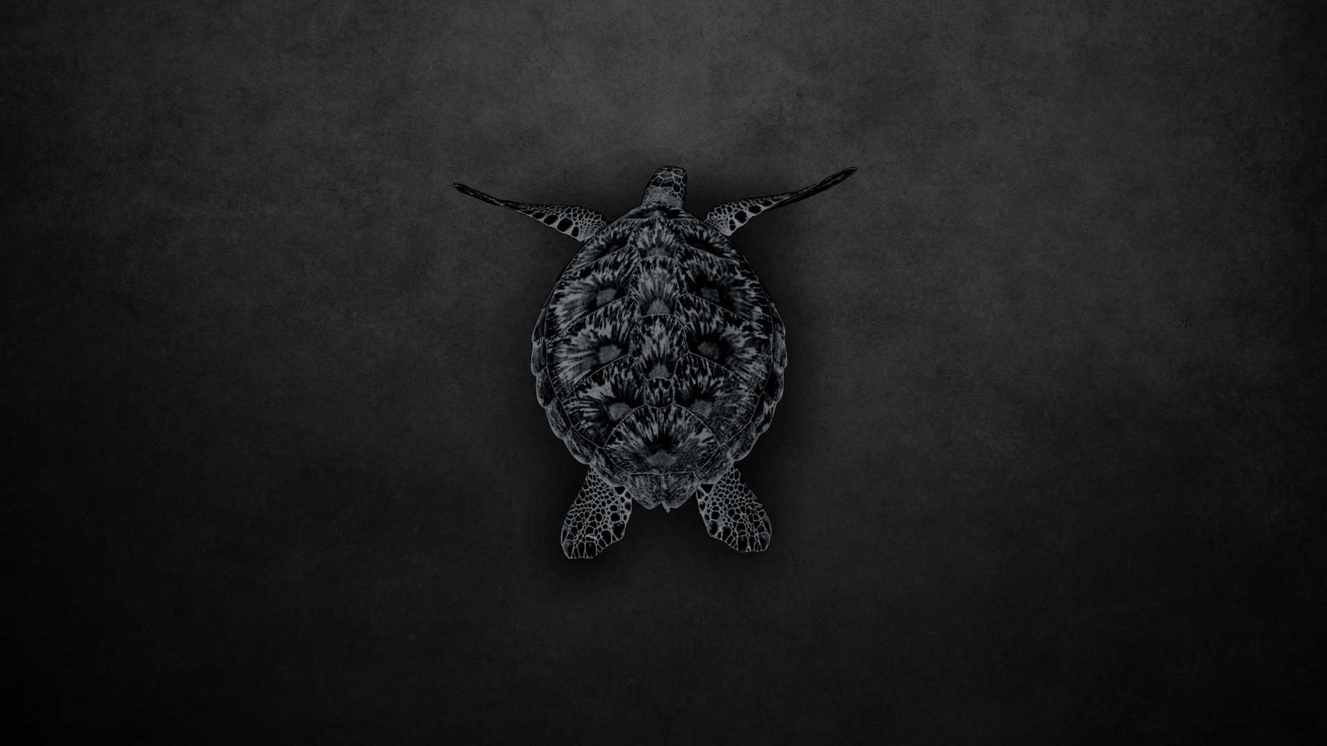 Animal Turtle HD Wallpaper by Stello