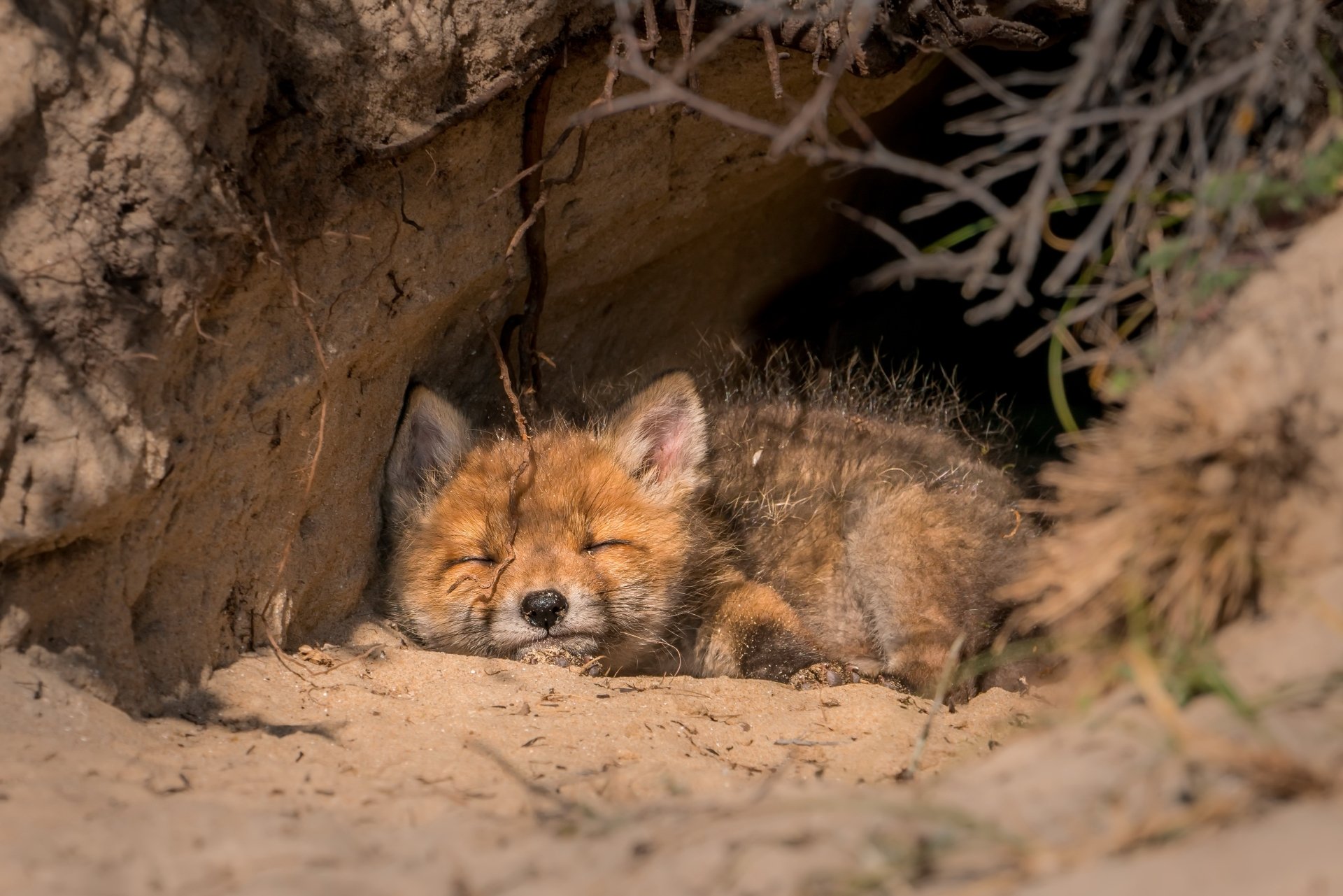 Sleeping fox kit, an animal curled in a sandy burrow, sunlit and serene — 4K Ultra HD PC desktop wallpaper and background.