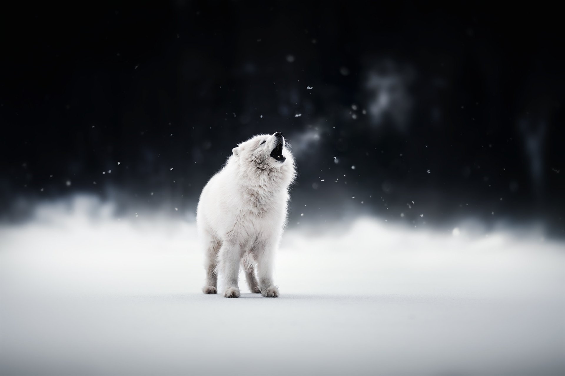HD PC desktop wallpaper: white Samoyed puppy dog standing in snow, snowflakes falling against a dark forest background — a serene winter animal scene.