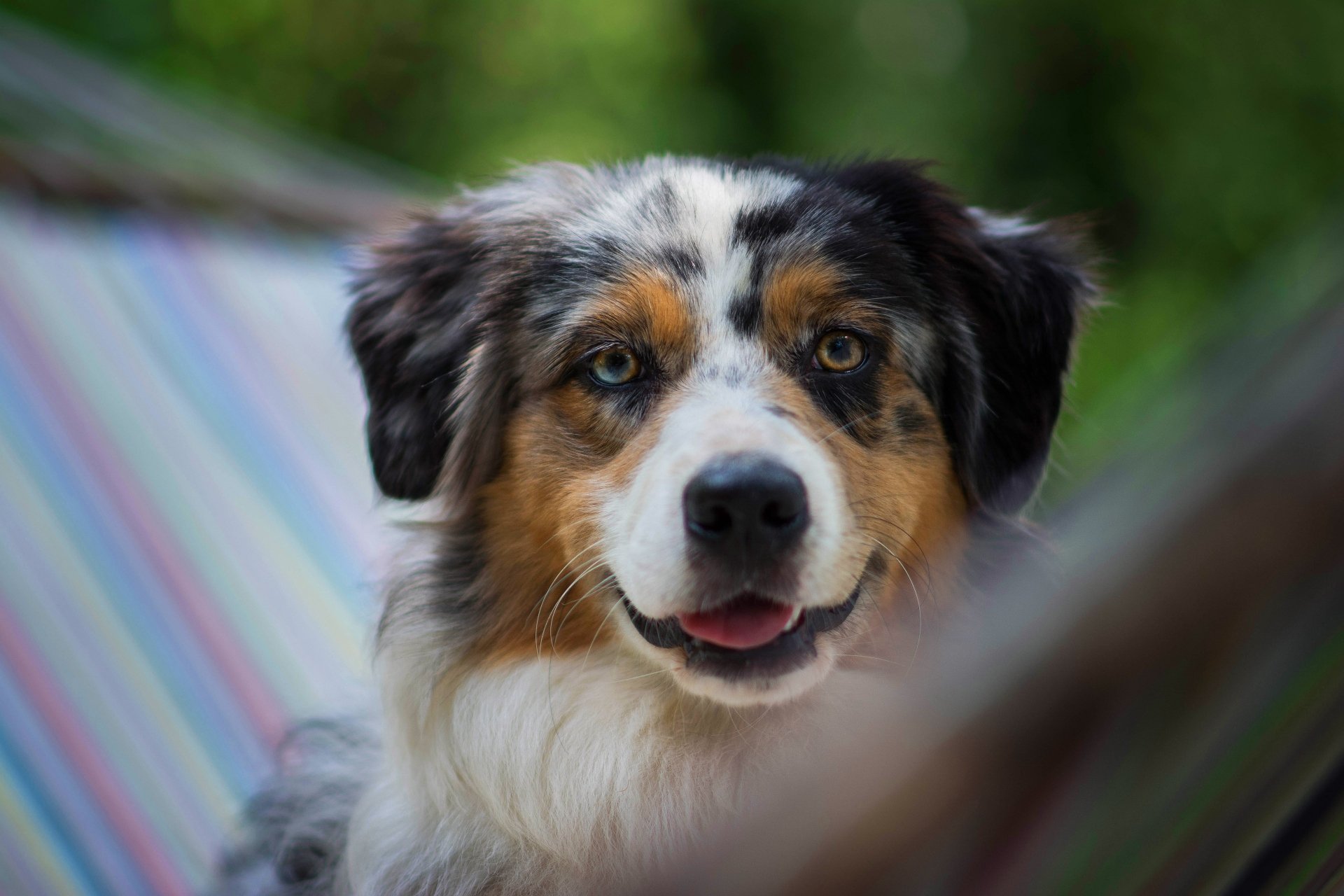 Animal Australian Shepherd 4k Ultra HD Wallpaper