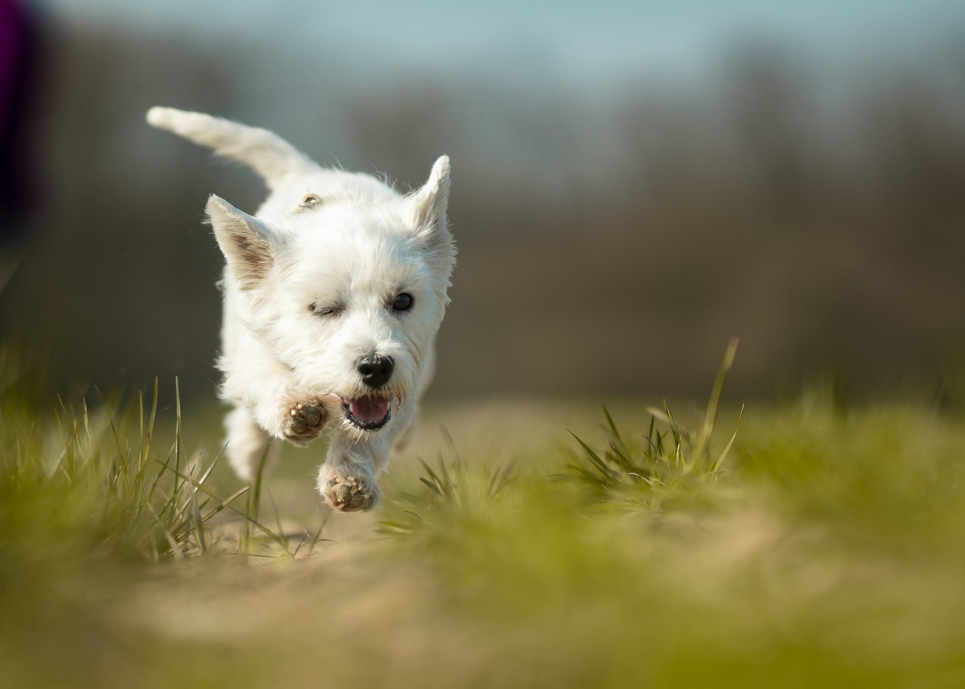 Download Dog Animal West Highland White Terrier  HD Wallpaper