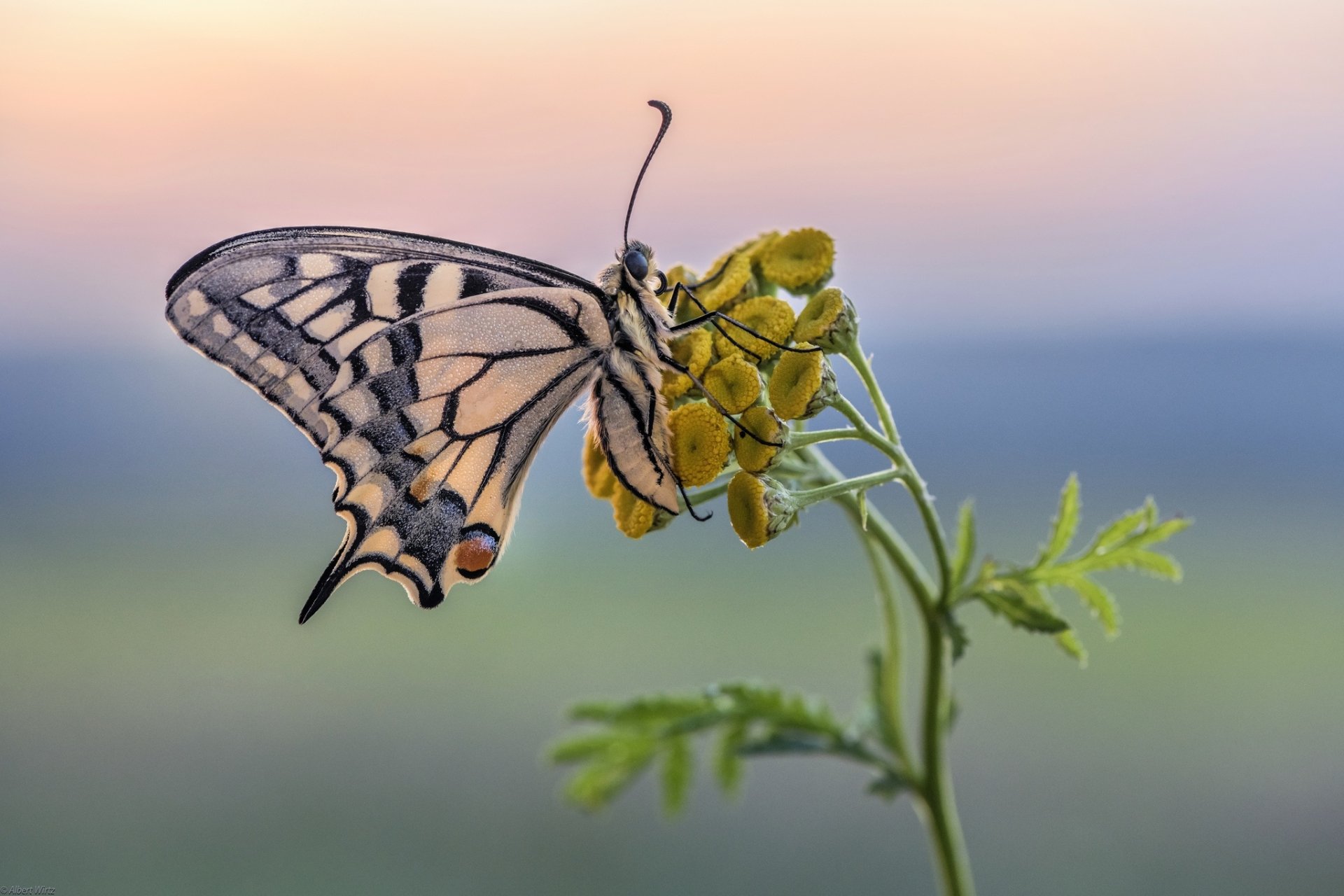 Download Flower Macro Insect Butterfly Animal Swallowtail Butterfly HD Wallpaper
