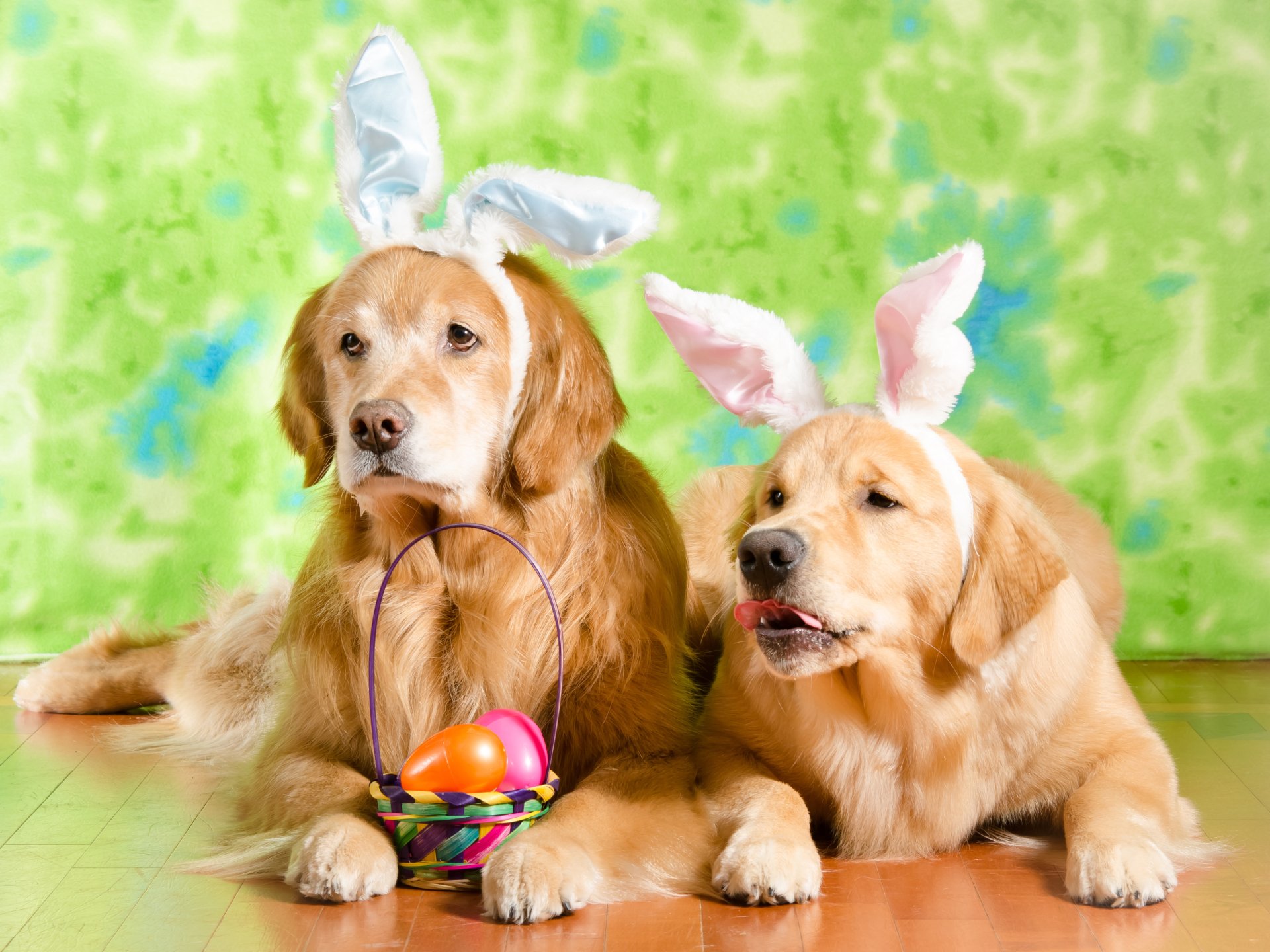 Download Dog Easter Animal Golden Retriever HD Wallpaper