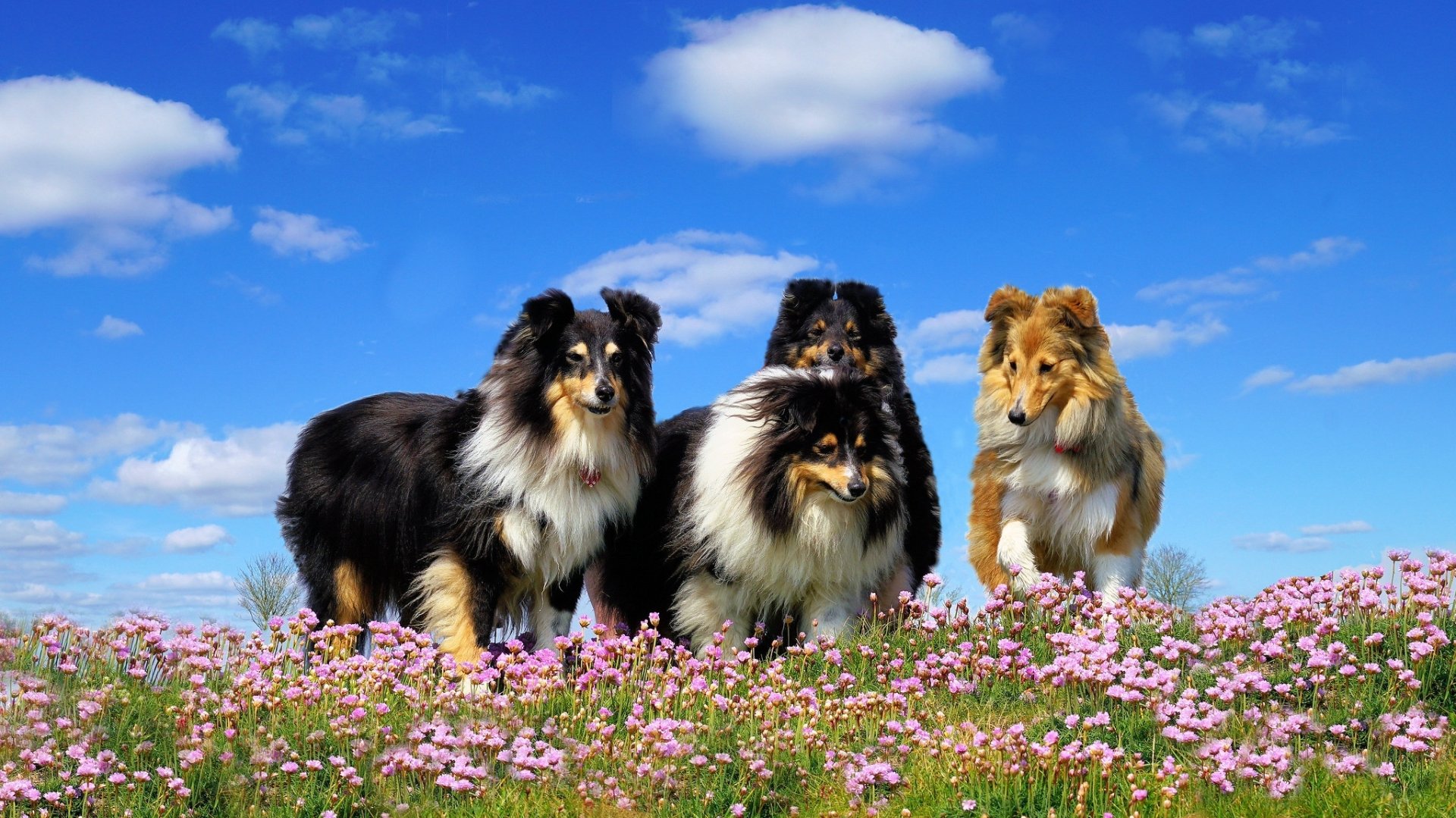 Download Meadow Flower Dog Animal Rough Collie HD Wallpaper