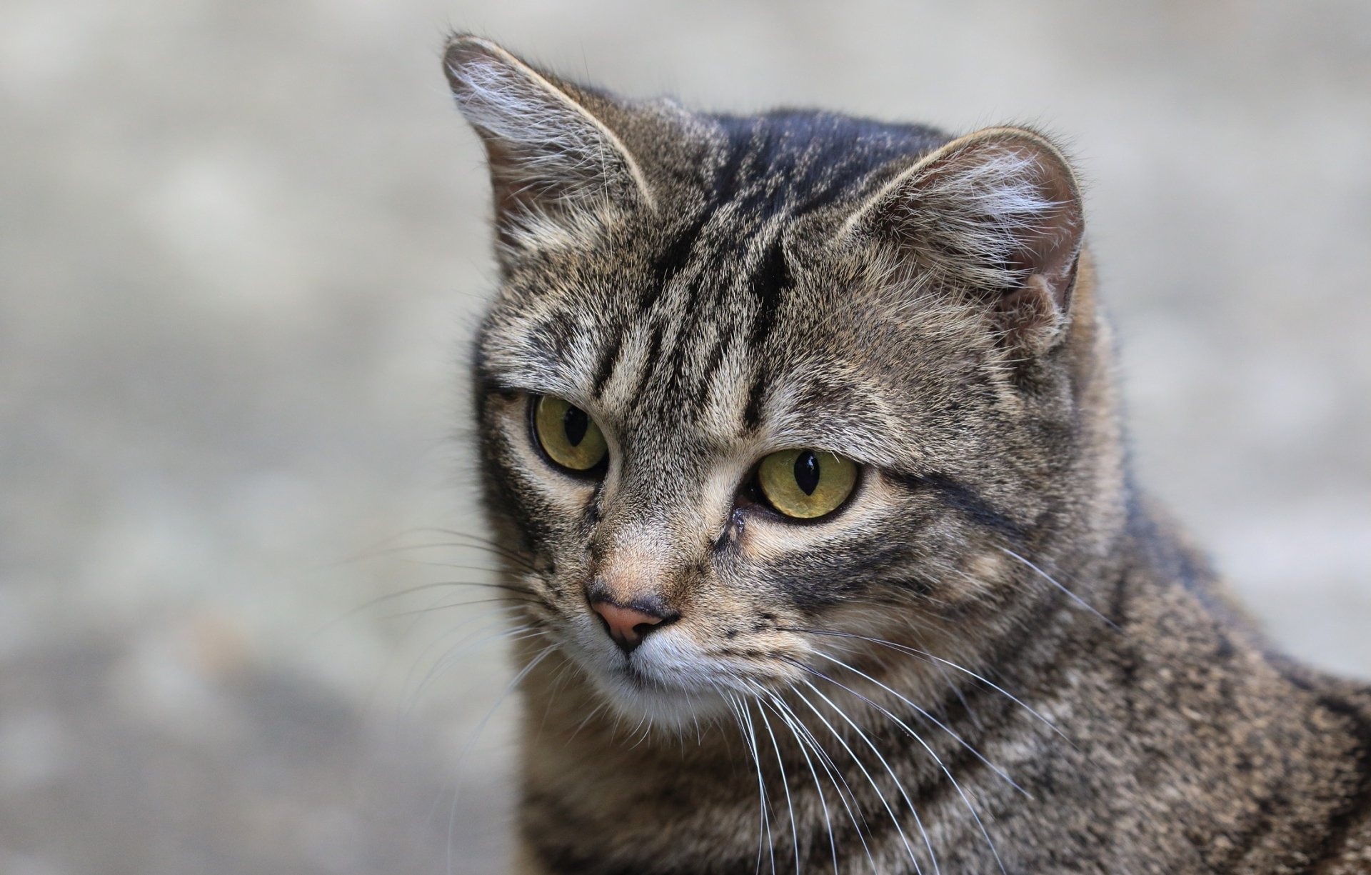 Download Animal Cat HD Wallpaper | 2200x1404 | Wallpaper Abyss