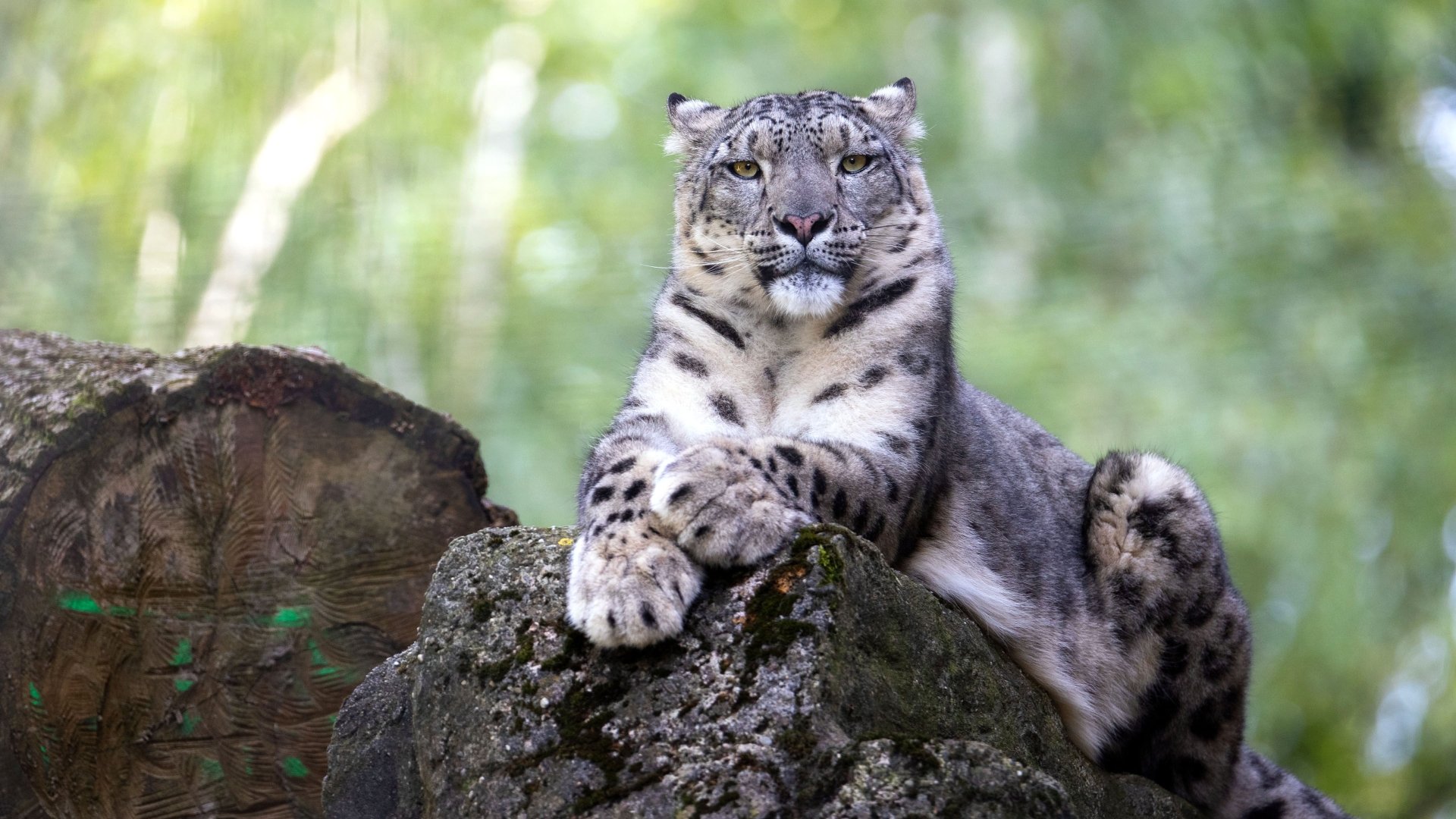 Majestic snow leopard resting on a moss-covered rock in a green forest — 4K Ultra HD PC desktop wallpaper background featuring this wild animal.