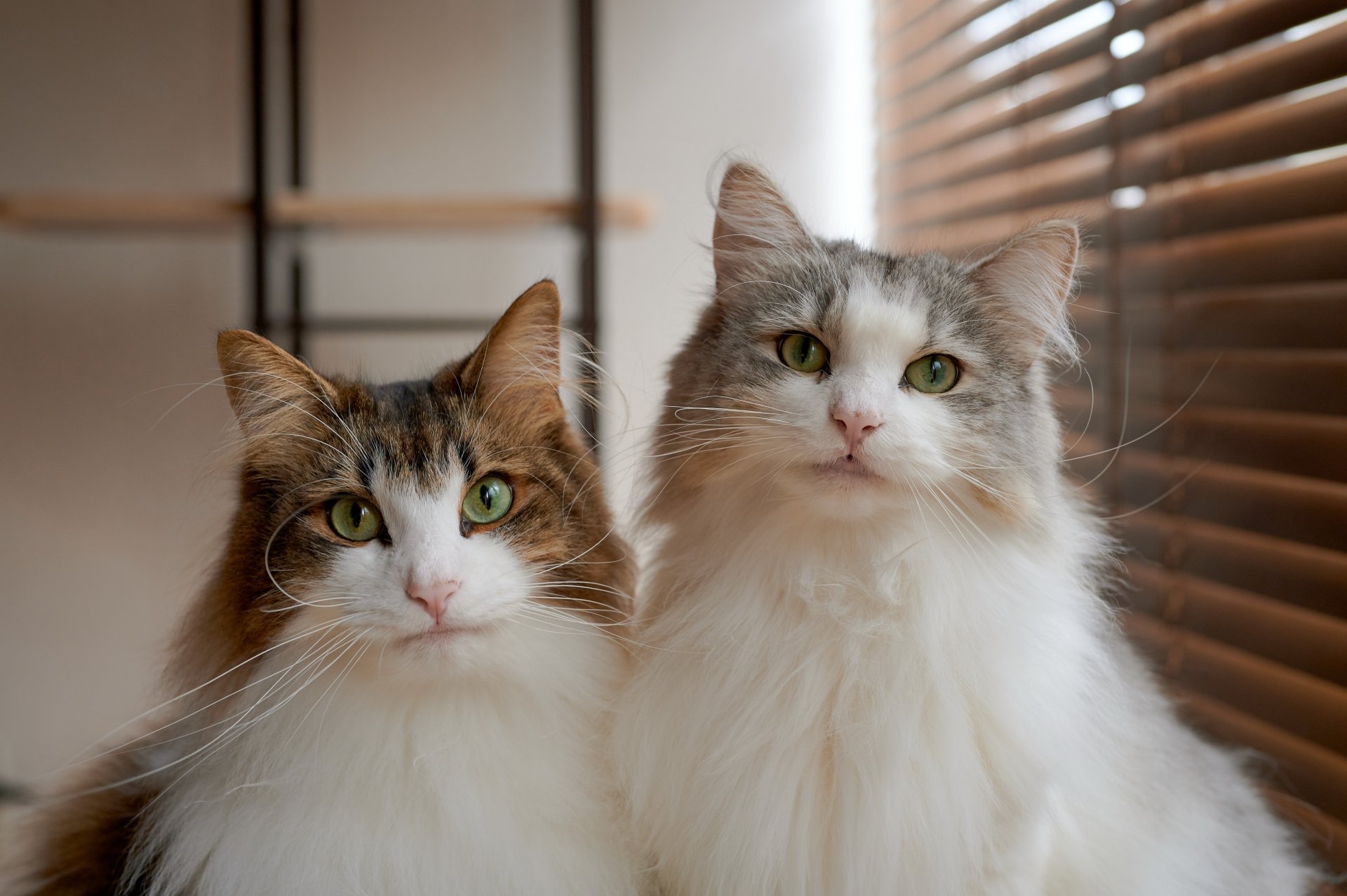 Second cat. Два кота. Милые котики. Несколько кошек. Две милые кошечки.