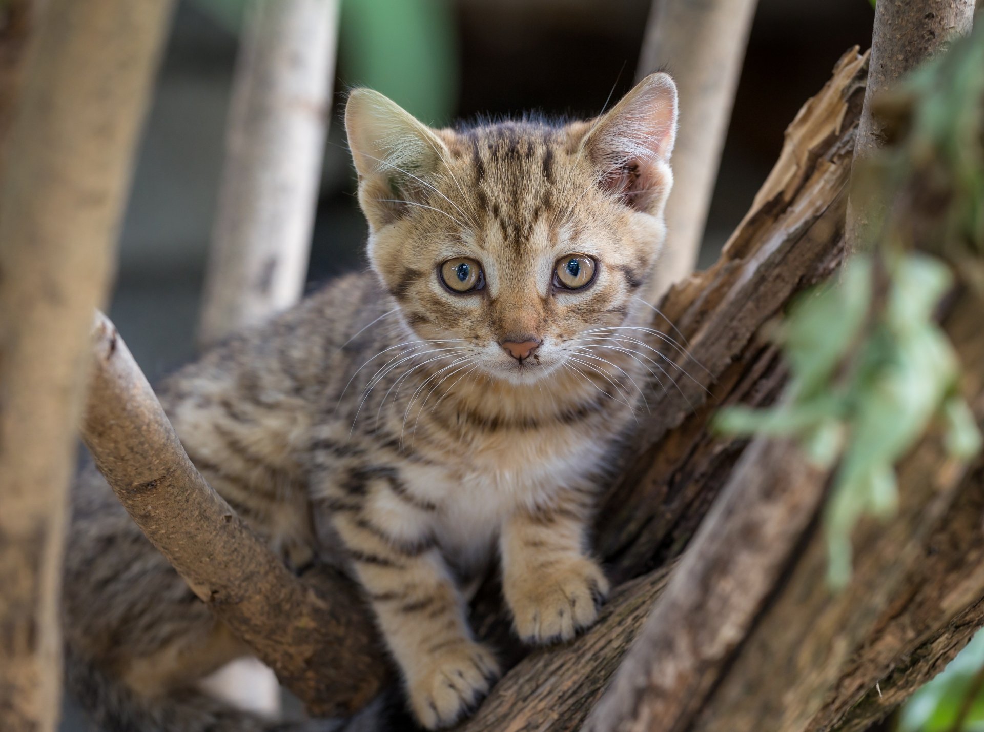 Tabby kitten with wide eyes perched in tree branches, soft fur detail — cute cat animal portrait in 4K Ultra HD PC desktop wallpaper/background.
