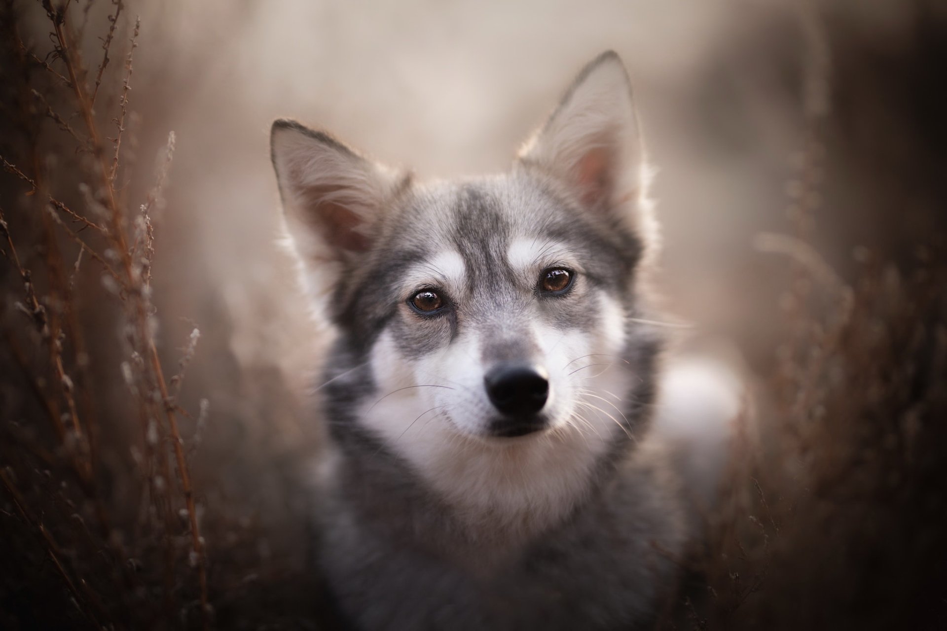 Animal Wolfdog HD Wallpaper
