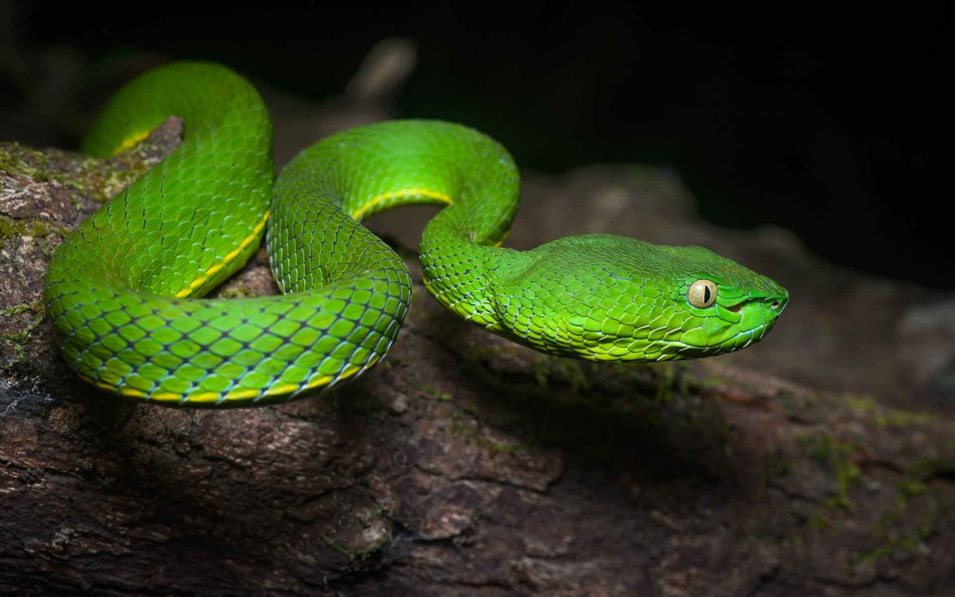 Download Reptile Snake Animal Viper 4k Ultra HD Wallpaper