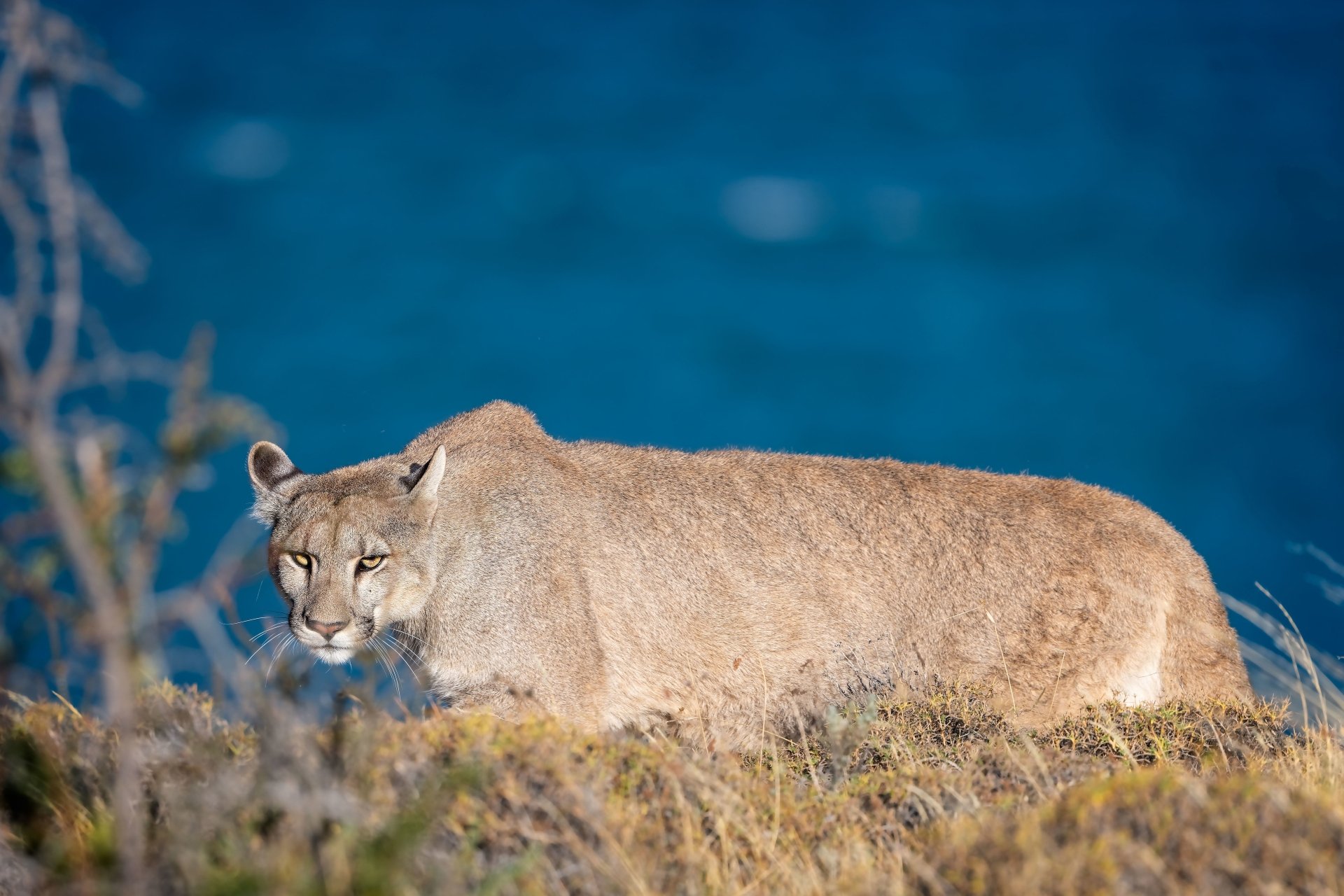 5K Ultra HD PC desktop wallpaper of a cougar in coastal scrub, side profile against a vivid blue water backdrop.