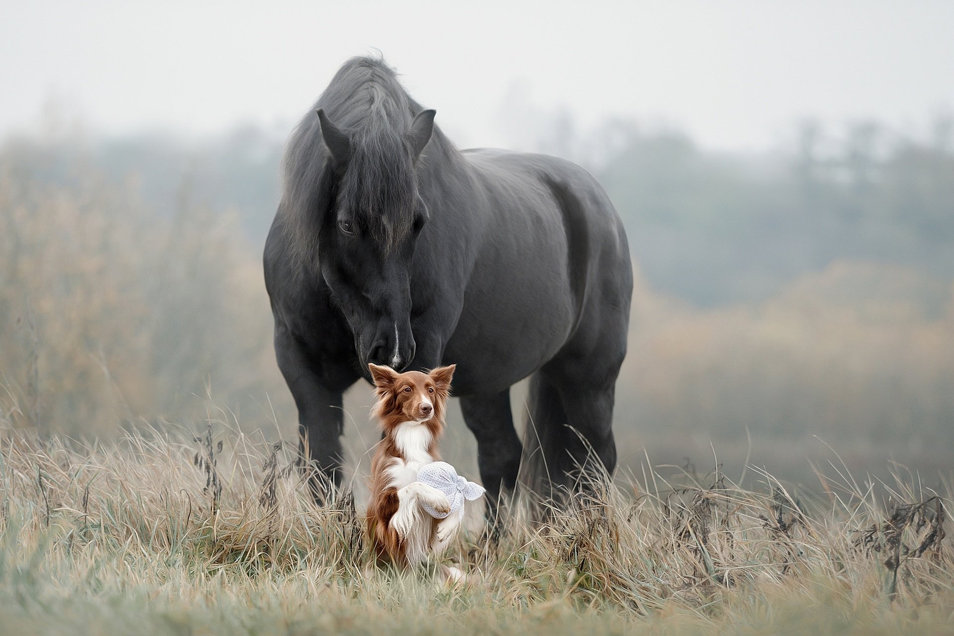 HD desktop wallpaper featuring a black horse and a small dog facing each other in a misty grassy field, showcasing a peaceful animal moment.
