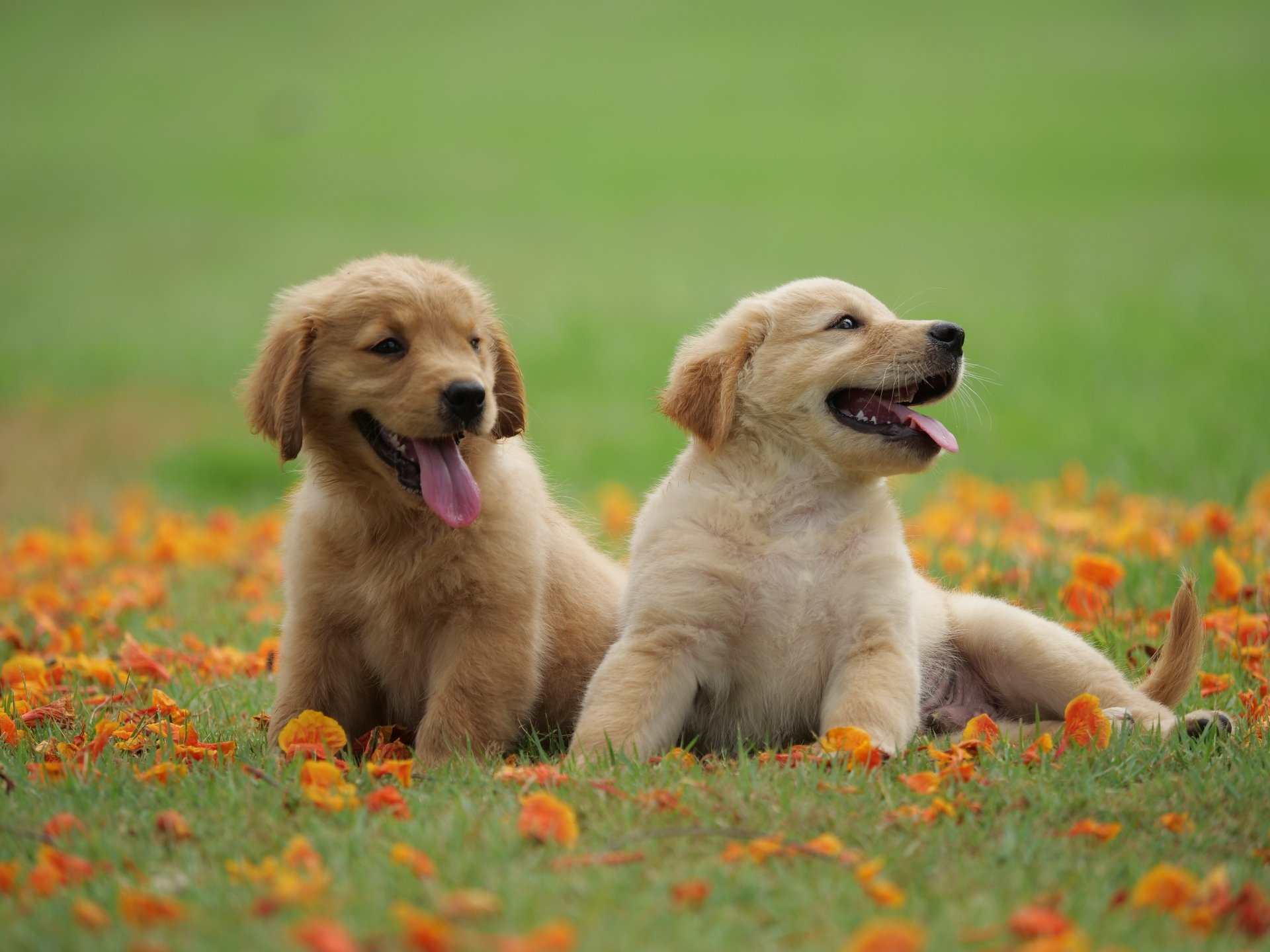 Download Puppy Baby Animal Dog Animal Golden Retriever 4k Ultra HD ...