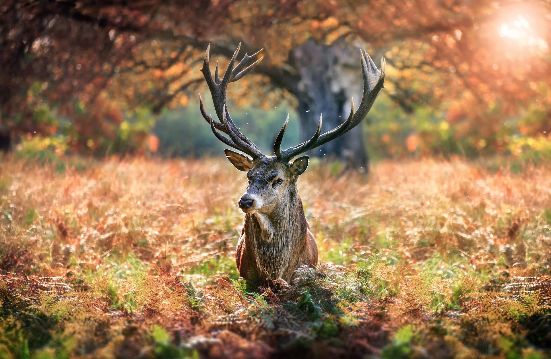 Download Animal Deer 4k Ultra HD Wallpaper